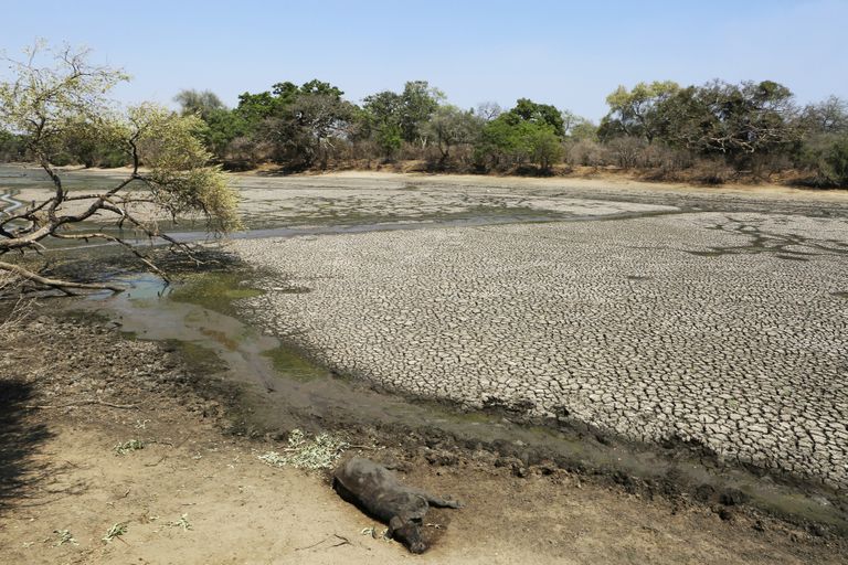 Surnud pühvel Zimbabwe Mana Poolsi rahvuspargis kuivanud veeaugu ligidal.