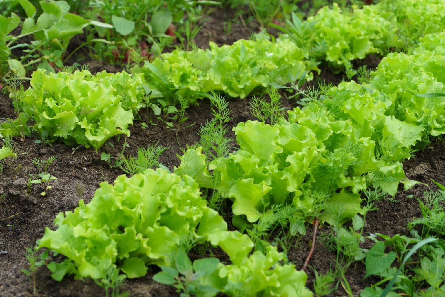 Lehtköögivilju tasub kasvatada valgusküllases paigas, sest varjus või liiga tiheda istutuse korral on nitraate rohkem.