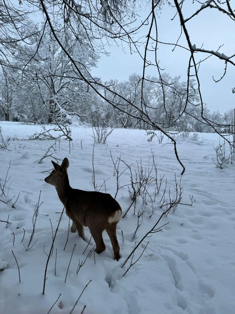 Kitsekese päästmine.