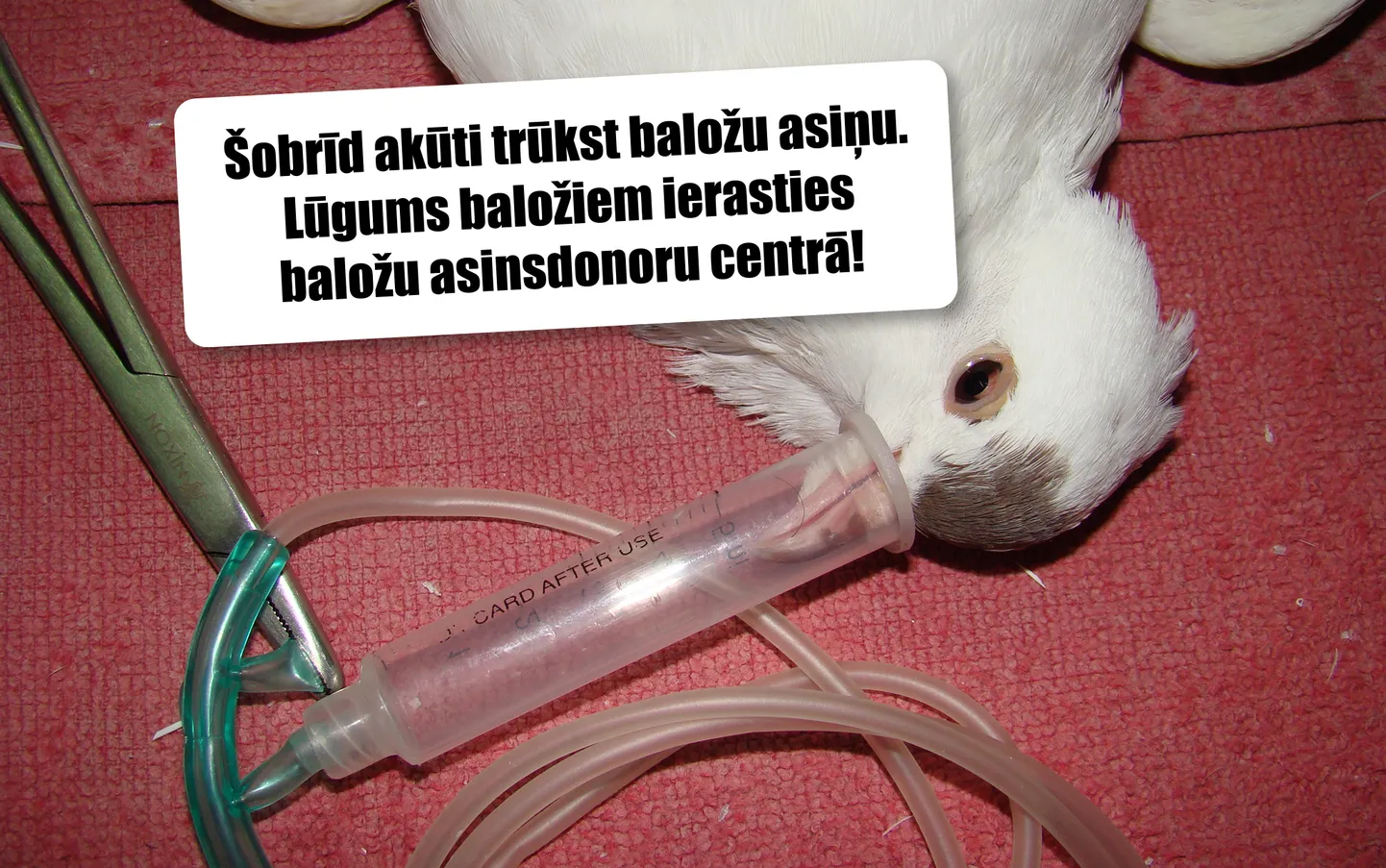 Raksta foto
