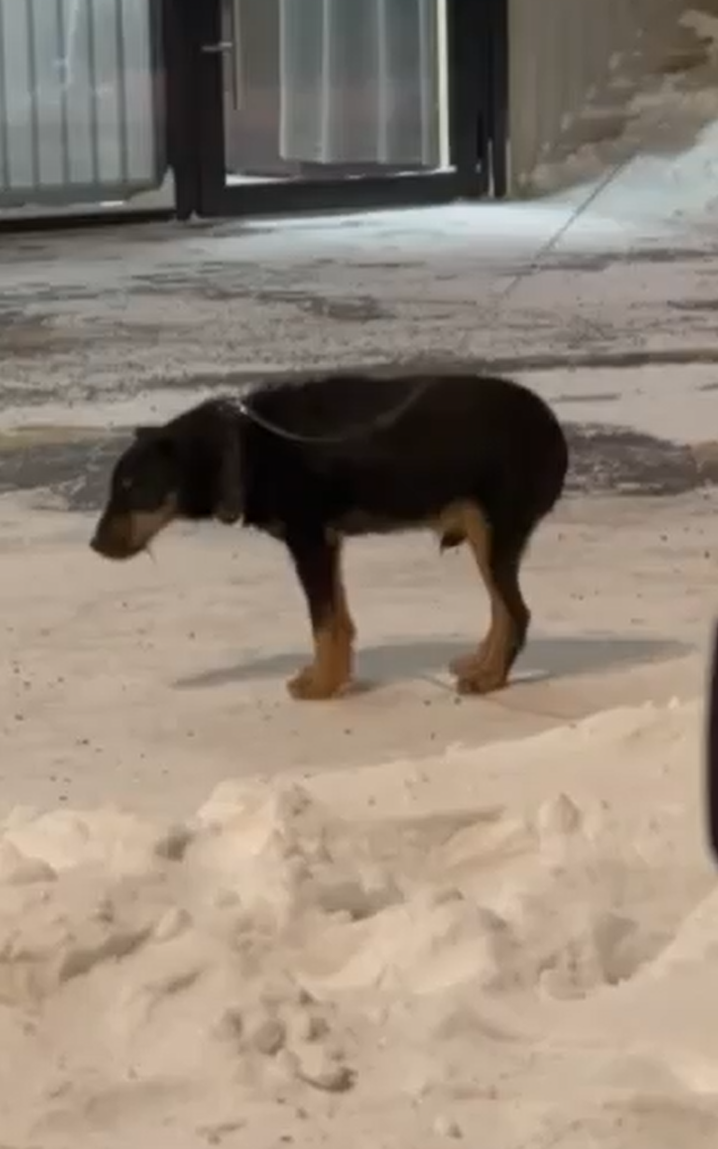 Хозяйка оставила собаку мерзнуть на холоде, пока сама была в магазине.