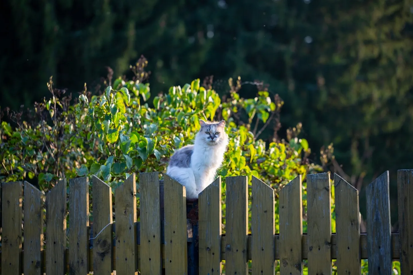 Raksta foto