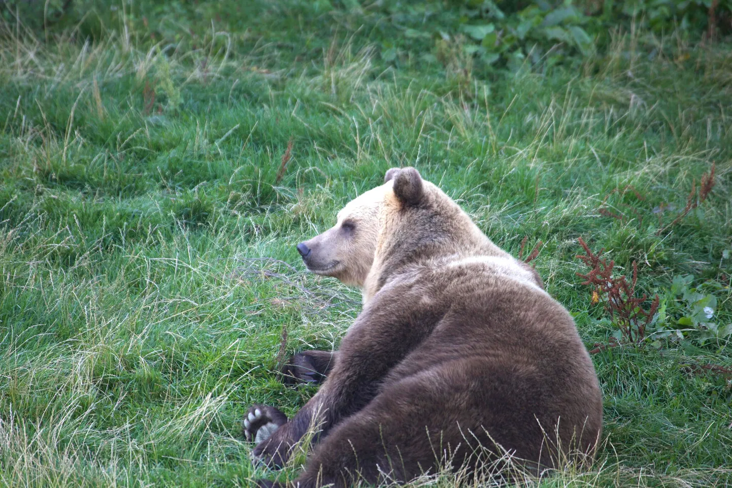 Mullu sai Ida-Virumaal karujaht esimese kuuga läbi, sest marjavaesel aastal kondasid karud peamiselt viljapõldudel. Tänavu on metsas marju palju ja karudel pole põldudele eriti asja.