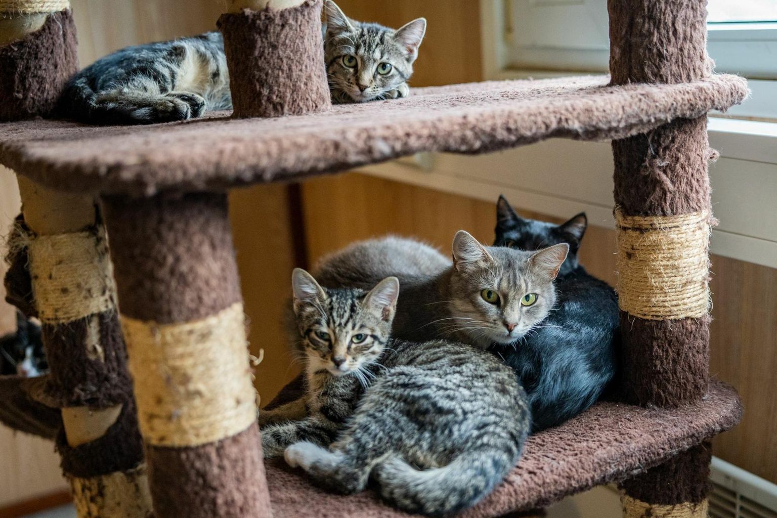Pärnu loomade varjupaigas koju pääsemist ootavad kassid.