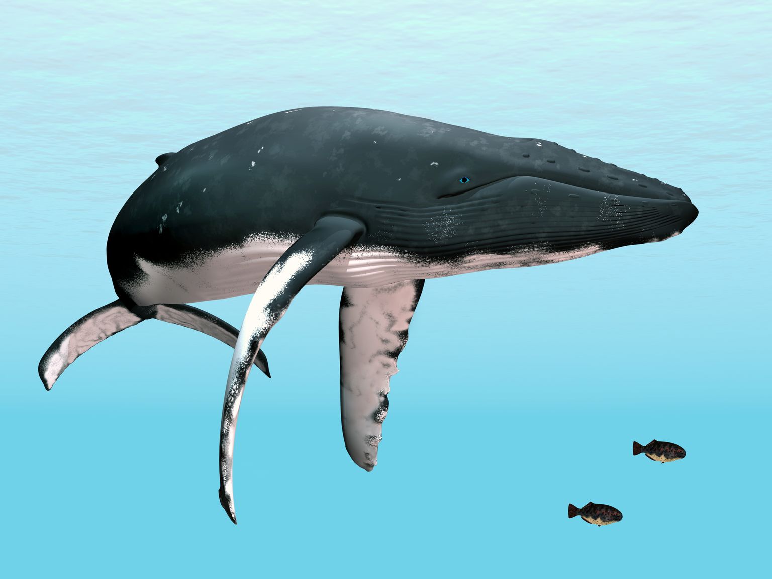 Vaala geneetika on kohastunud teda vähini viivate mutatsioonide eest kaitsma.