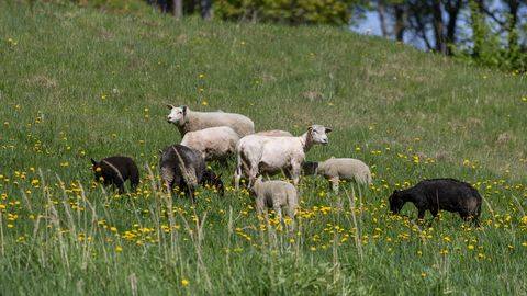 Lossimägede lammastest kõik ei pidanud vastu