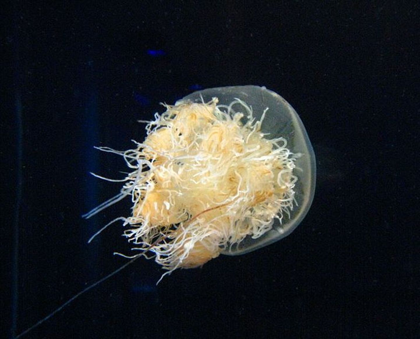 Nomura meduus