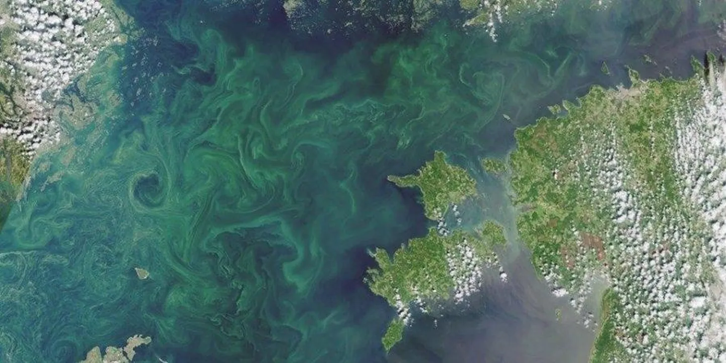 Läänemeres vohavad sinivetikad. Satelliidifoto: 19.07.2019/Sentinel 3.