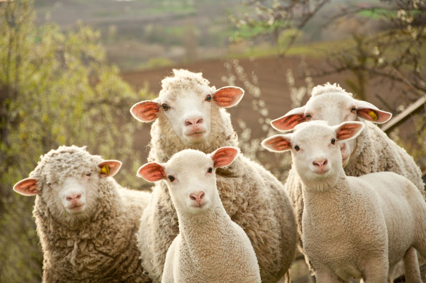 Овцы. Иллюстративное фото