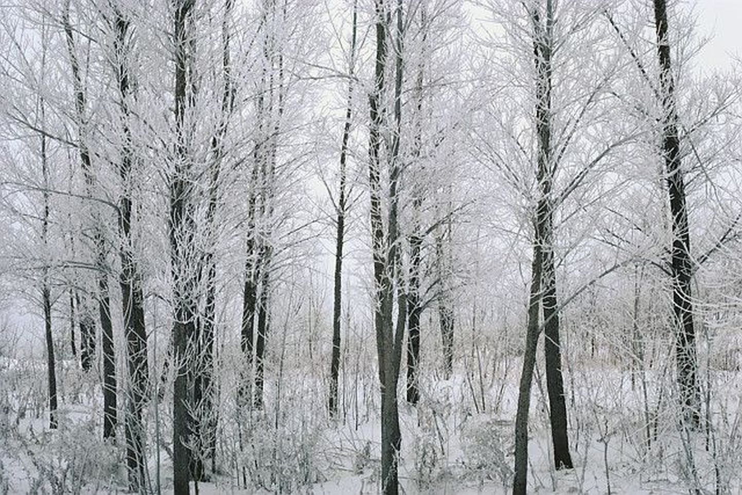 Зимний лес. Иллюстративный снимок.