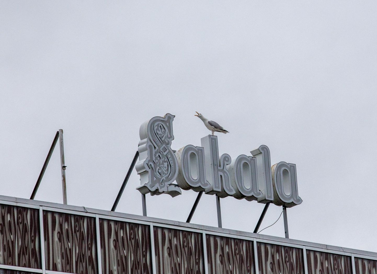 Kajakas Sakala toimetuse katusel. Pilt on illustratiivne.