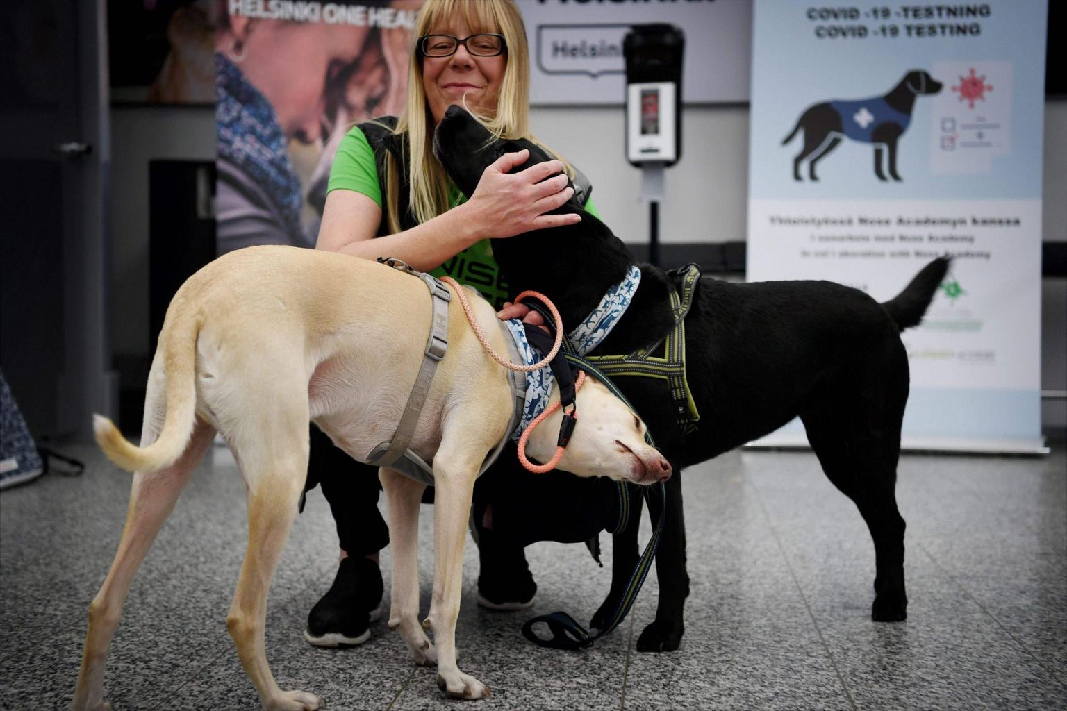 Koroonakoerteks õppetatud Kössi ja Miina (must) koos oma treeneri ja koerajuhi Susanna Paavilaisega Helsingis Vantaa lennujaamas.