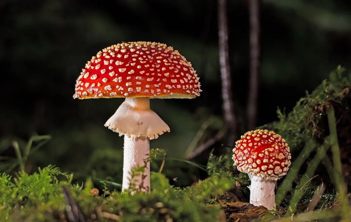 Punaste kärbseseente vaikelu, suurem justkui seletamas väiksemale maailmaasju.