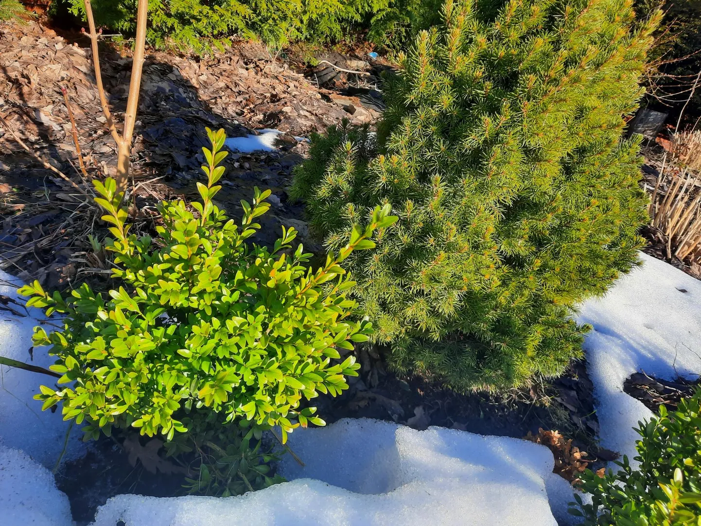 Need viieaastased taimed näitavad, et pukspuud on meie kliimas aeglase kasvuga, kuid isegi keset talve lumest väljaturritavad erkrohelised lehed on kahtlemata tore vaatepilt.