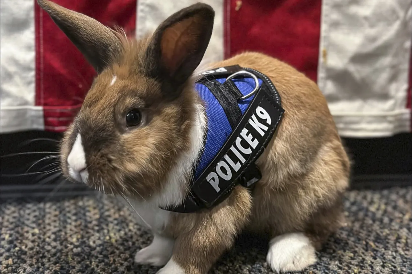 Кролик в американской полиции.