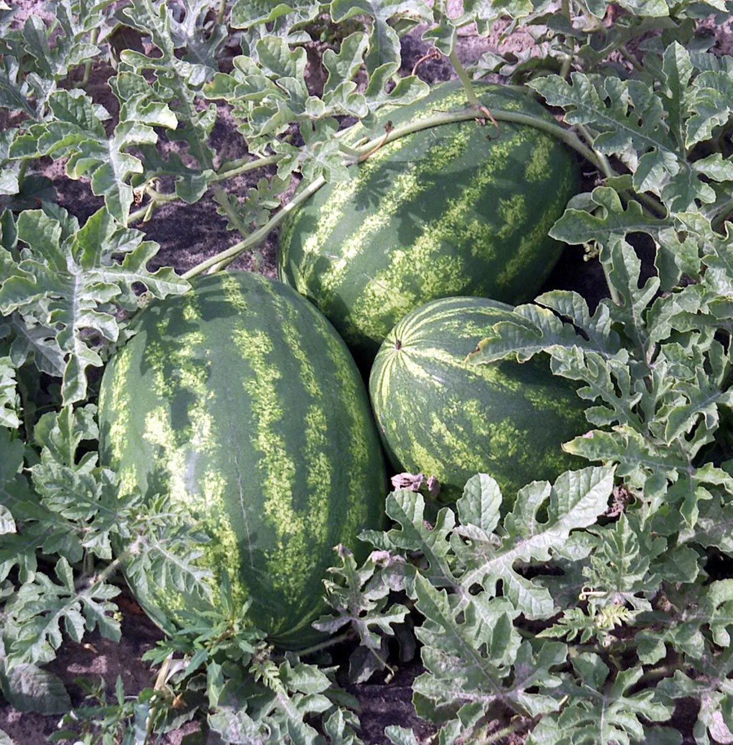 Arbuusiseemned tuleb mulda pista hiljemalt mai algul.