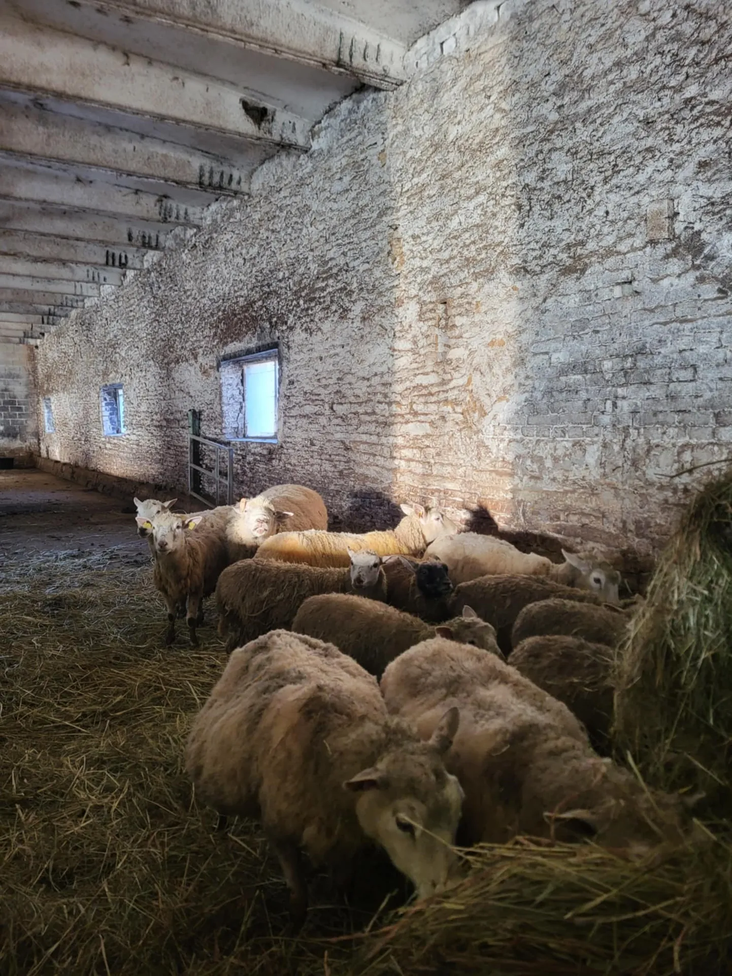 Lammastel on puhas ja kuiv peavari ning piisavalt ninaesist.