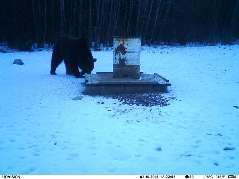 Üksik suur karu toitu otsimas.