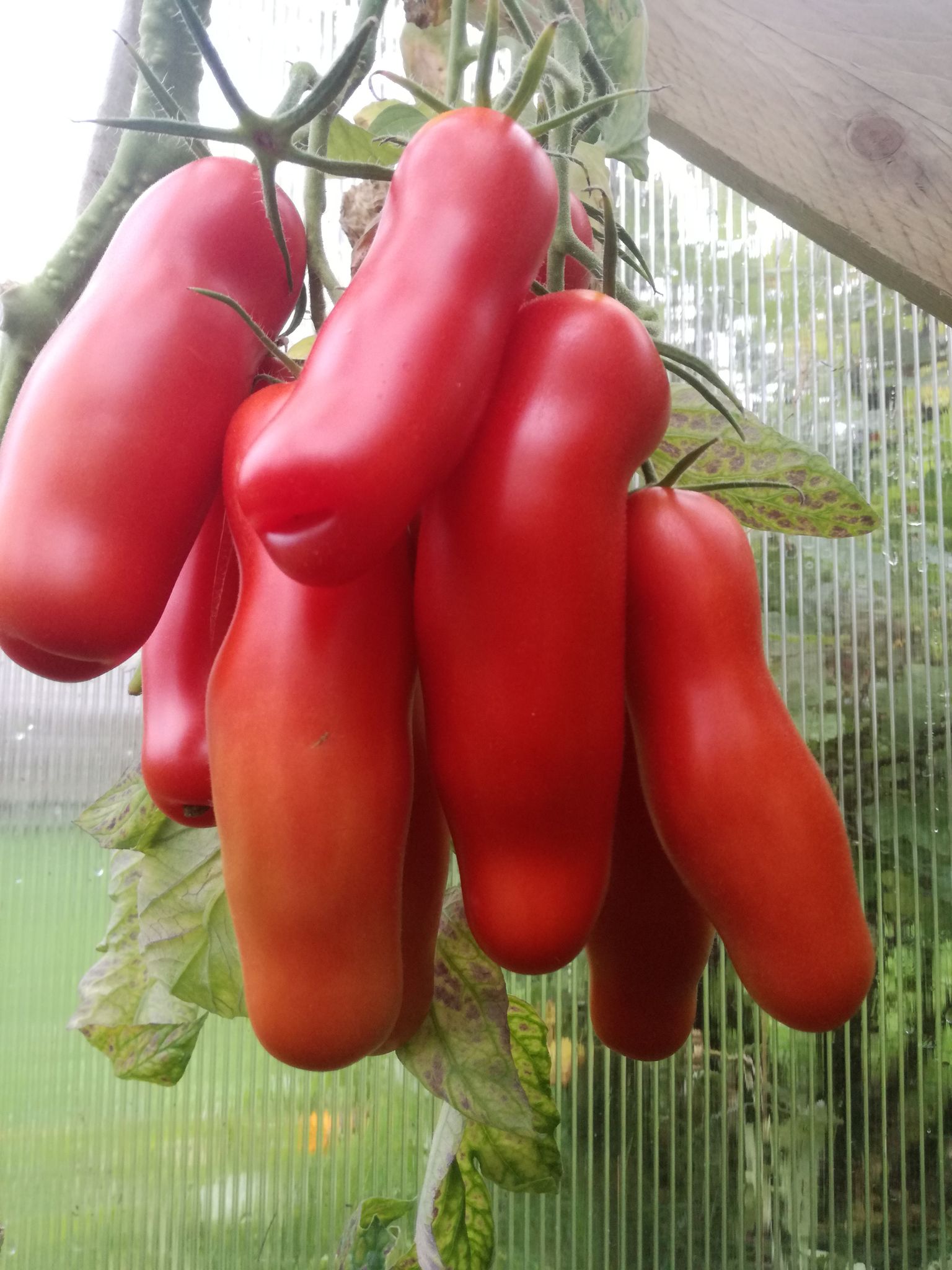 Vallatud tomatid.