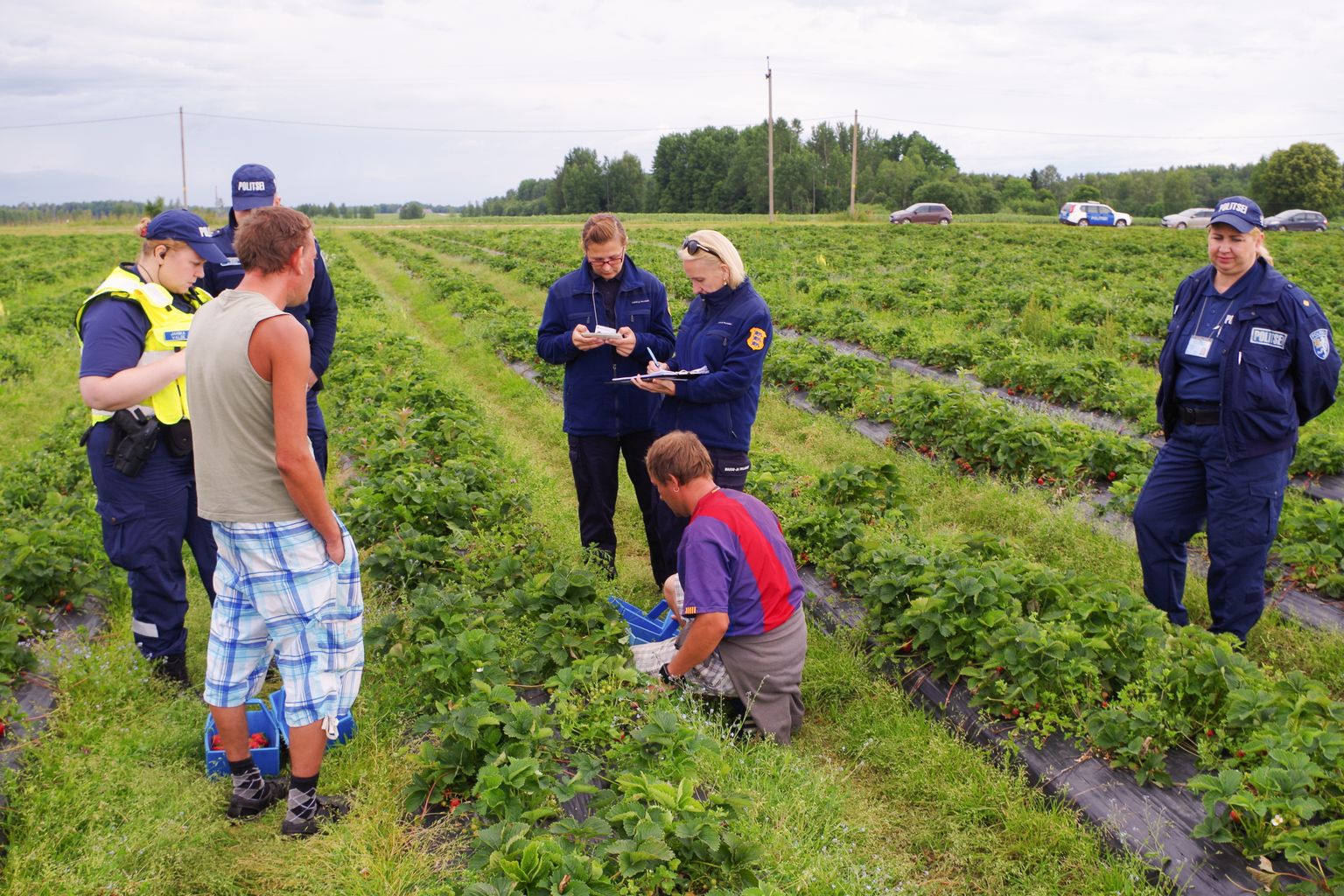Valgamaa maasikapõldudel töötab rahvusvaheline seltskond, kus üha rohkem annavad tooni ukrainlased ja lätlased.