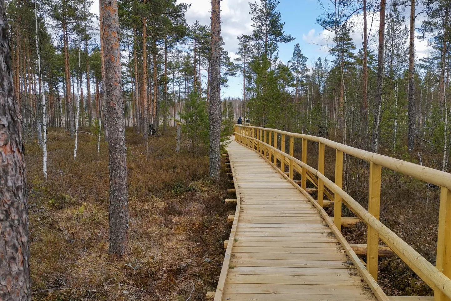 Rohkete metsapuhkuse võimaluste (matkarajad, lõkke- ja telkimiskohad, metsamajad, külastuskeskused) kohta leiab infot RMK loodusegakoos.ee veebilehelt ja äpist.