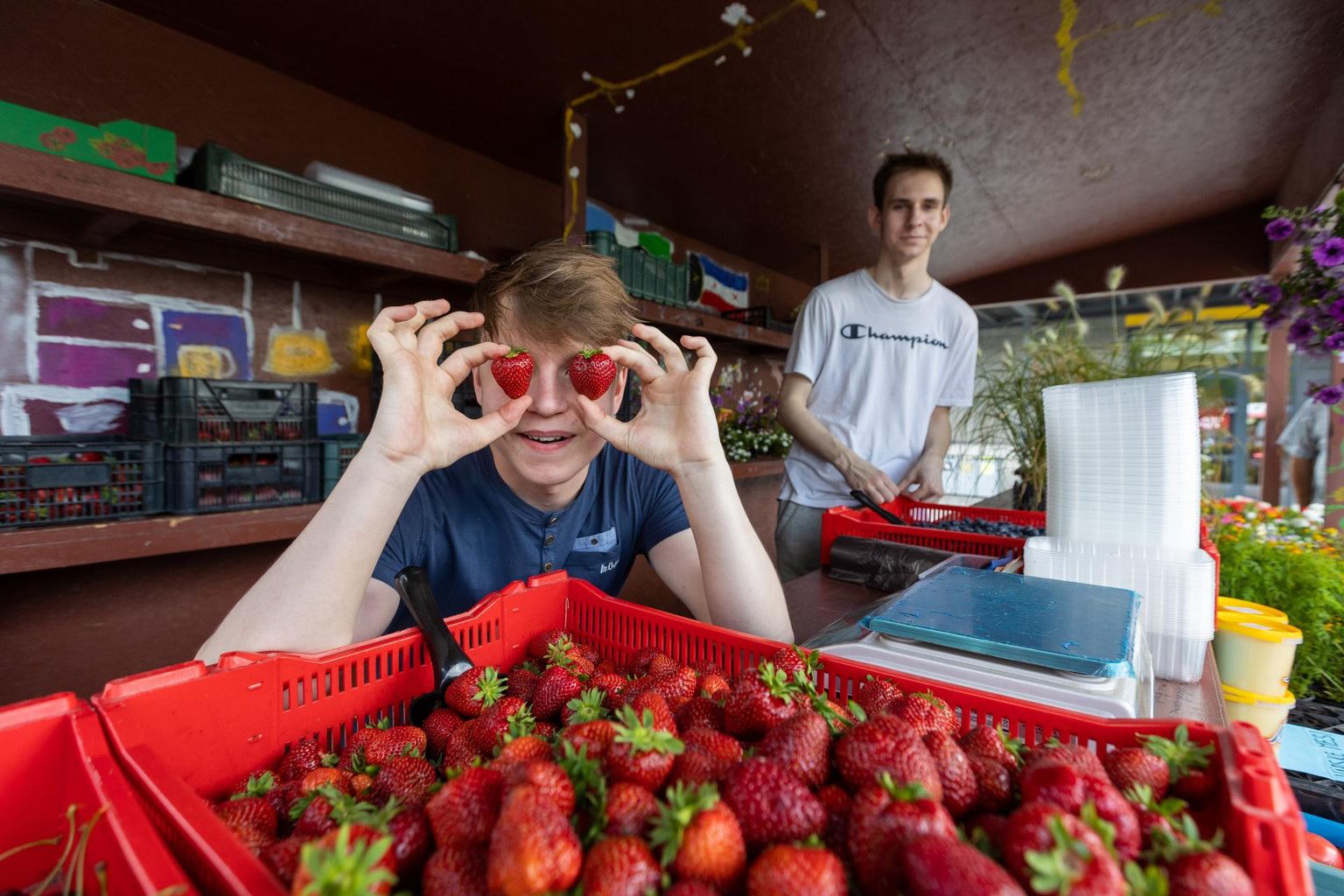 Ken-Cardo Puustus küsis eile Lõuna-Eestis valminud maasikate kilogrammist seitse eurot.