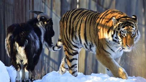 Власти решили продать знаменитого тигра, дружившего с козлом. Местные жители категорически против