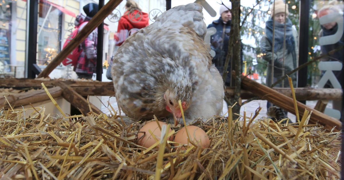Tartu jõululinna kana hakkas munele