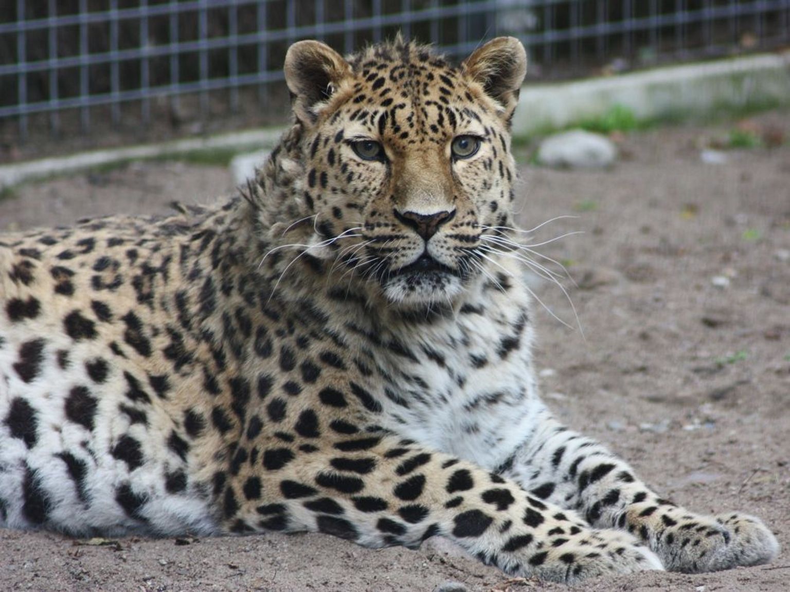 Amuuri leopard Freddi.