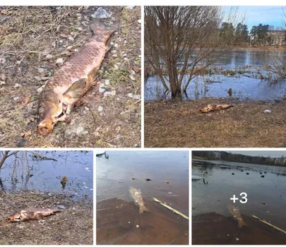 Фото статьи