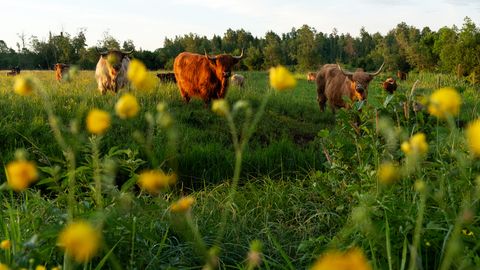 GALERII ⟩ Lindude võimumängud luhal: kätte on jõudnud üürike tippaeg looduses
