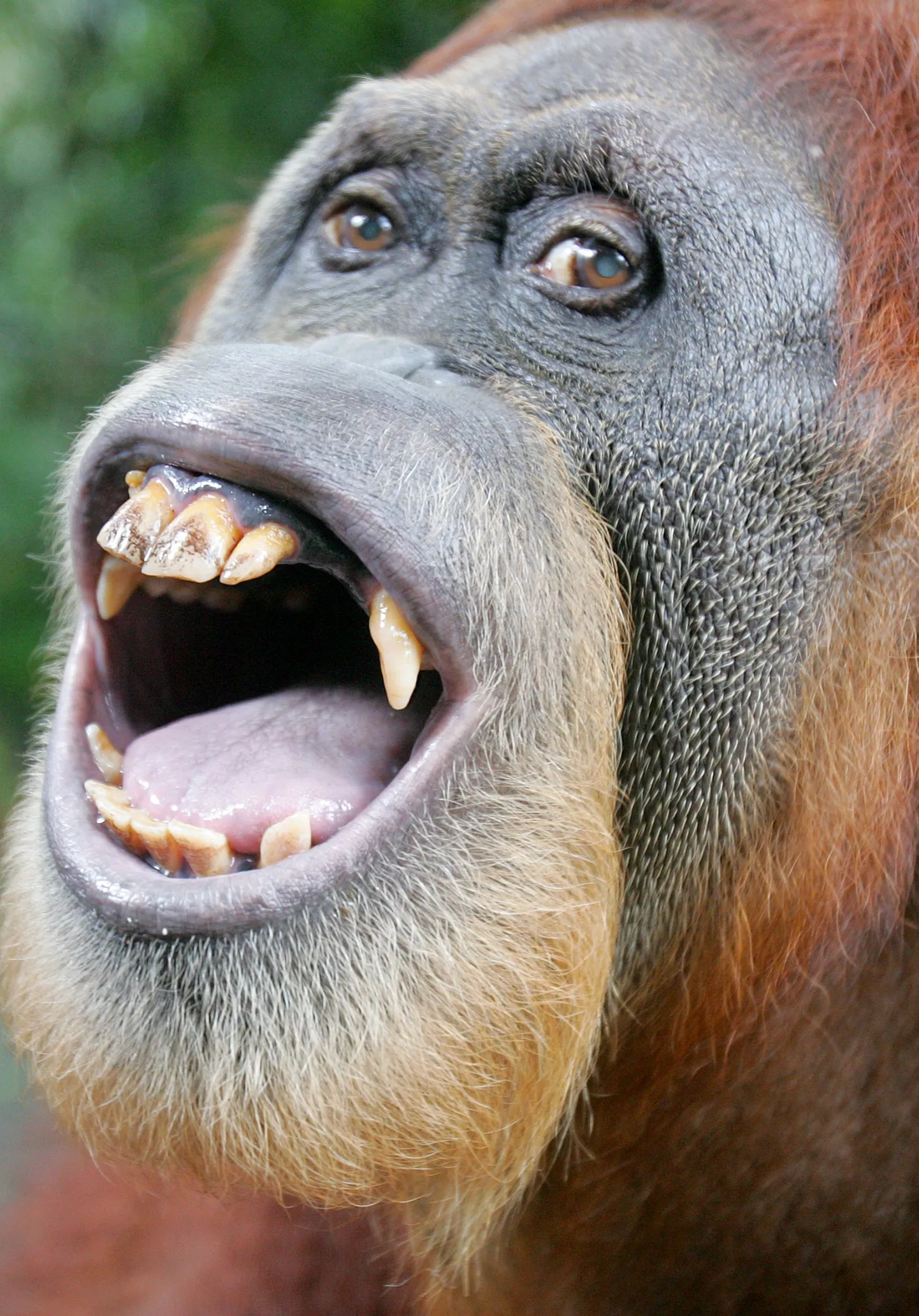 Orangutan
