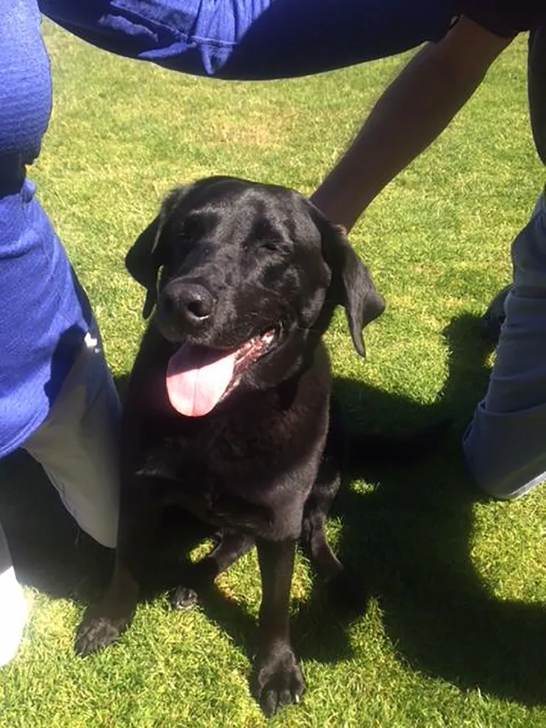 Labrador Lucy