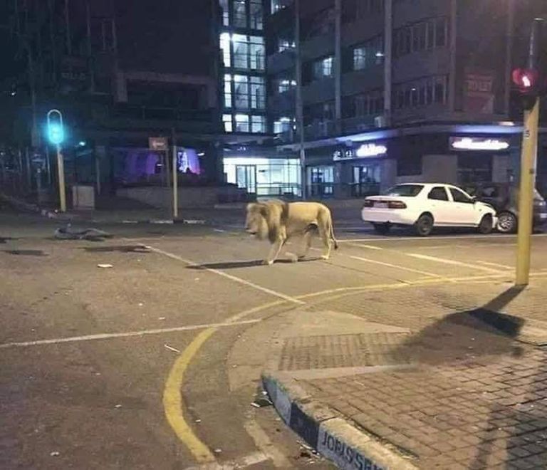Львы якобы на улицах Москвы. Фейковая новость