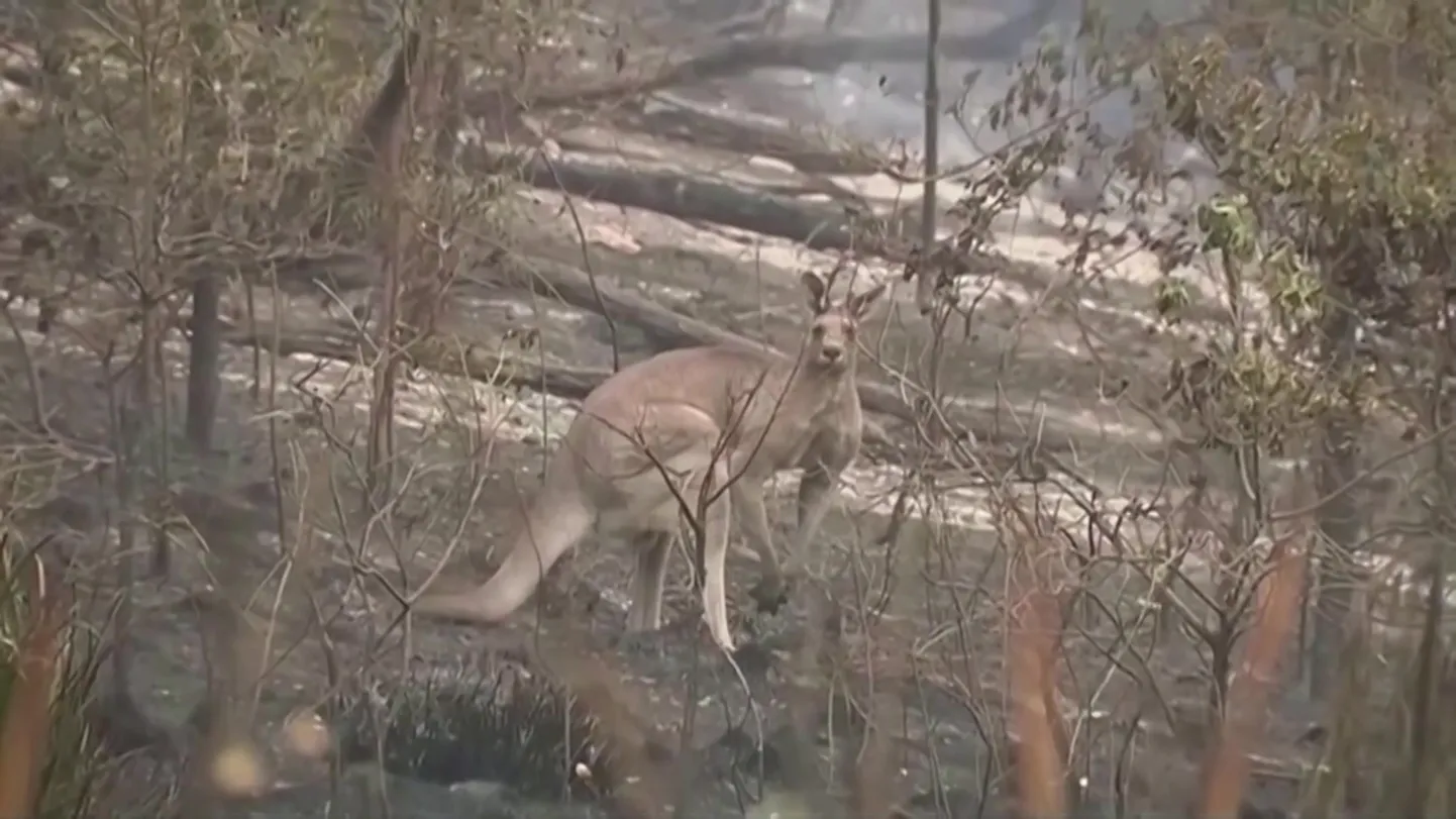 Austraalia põlengud. loomad