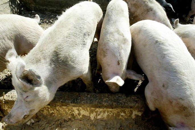 Особенности взвешивания свиней и поросят