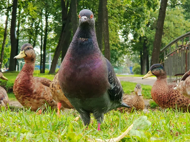 Raksta foto