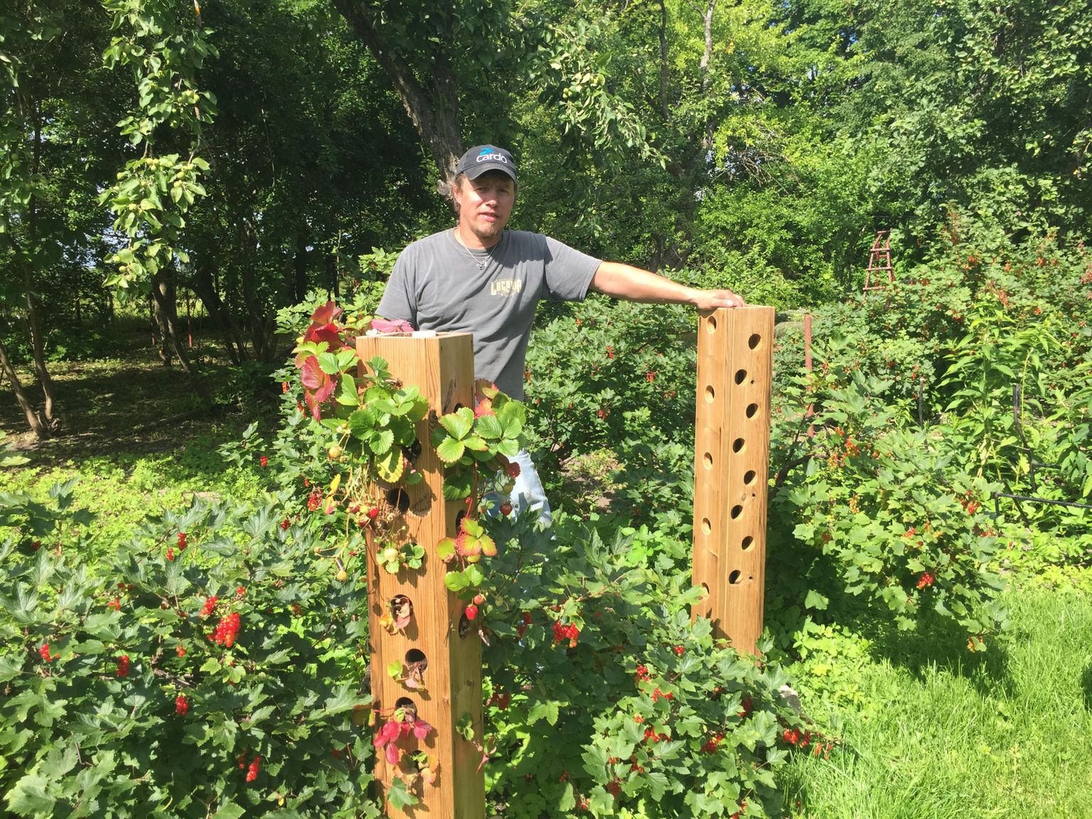 Järvamaal Koigi vallas elava Kalev Altmetsa vanematekodu aias kõrguvad tema tehtud esimesed maasikatornid kui mälestused Ameerikas töötamise ajast.