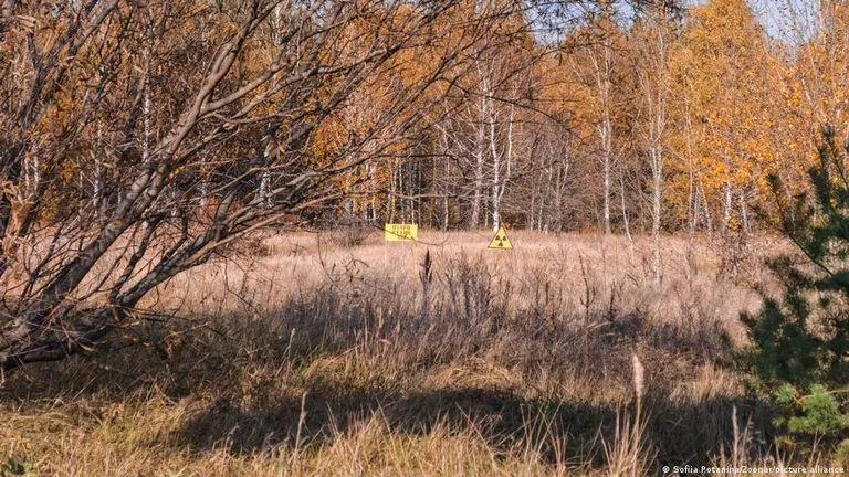 Рыжий лес.