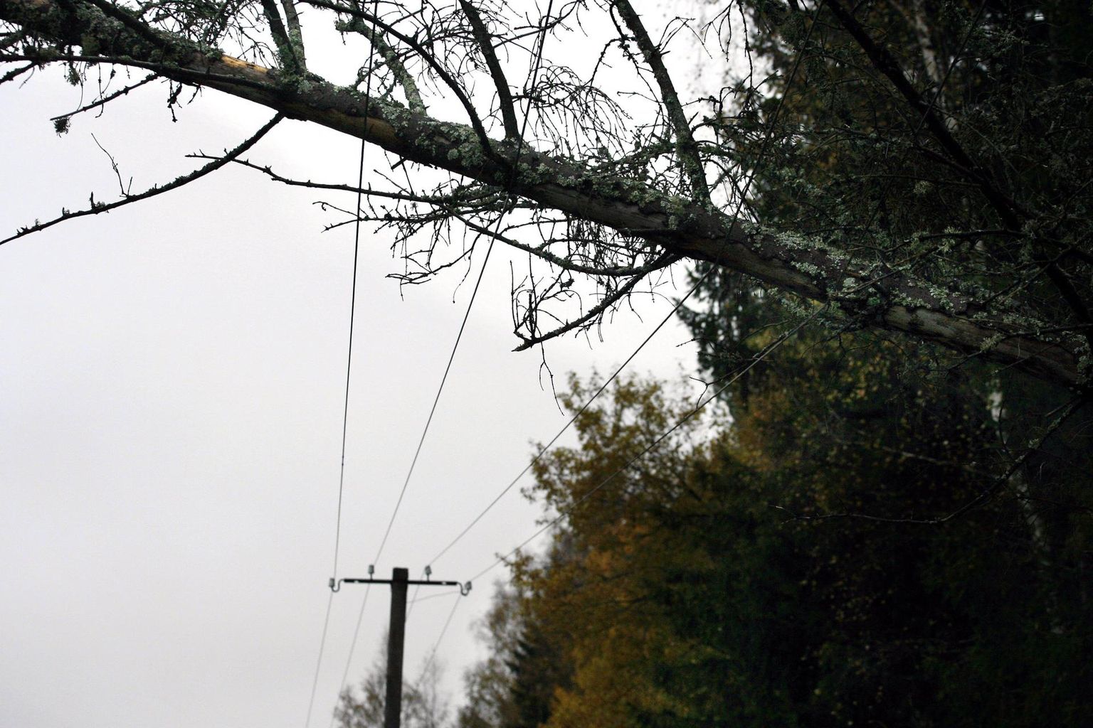 Üks elektrikatkestuste põhjus on liinile langenud puud. 