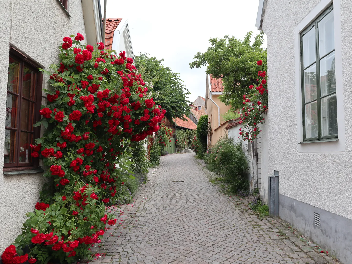 Gotlandil võib roose õitsemas näha novembrini välja.