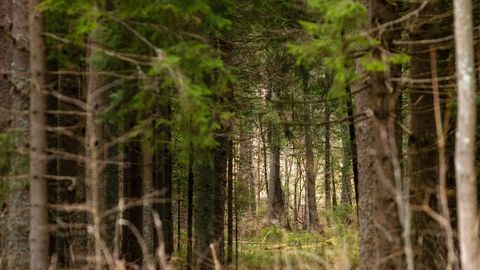 Parimaks metsamajandajaks pürib tänavu kümme metsaomanikku