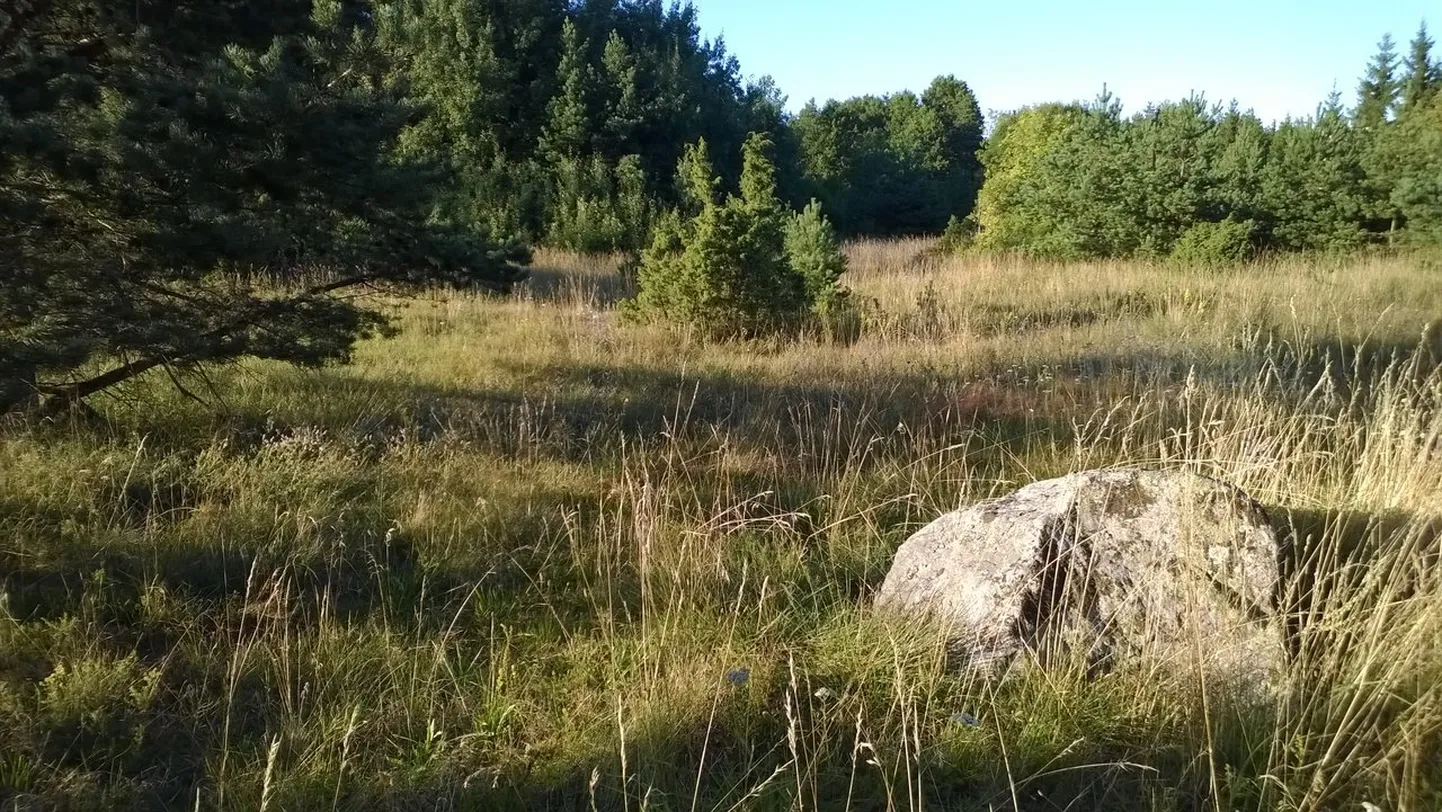 Mereäärne krunt Hiiumaal. Pilt on illustreeriv.