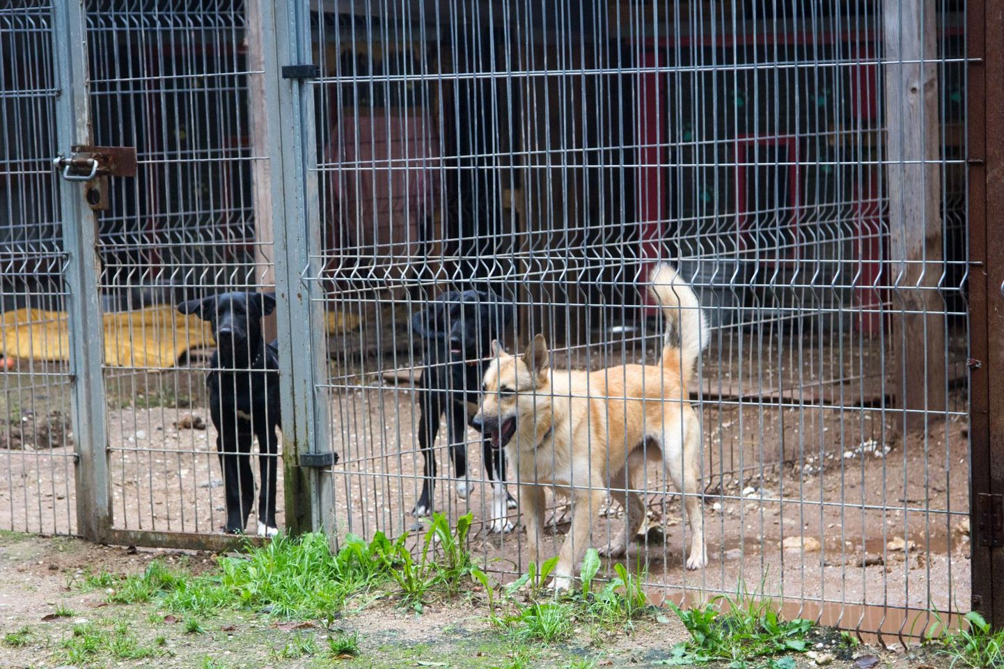 Valga kodutute loomade varjupaiga koerte aedikud.