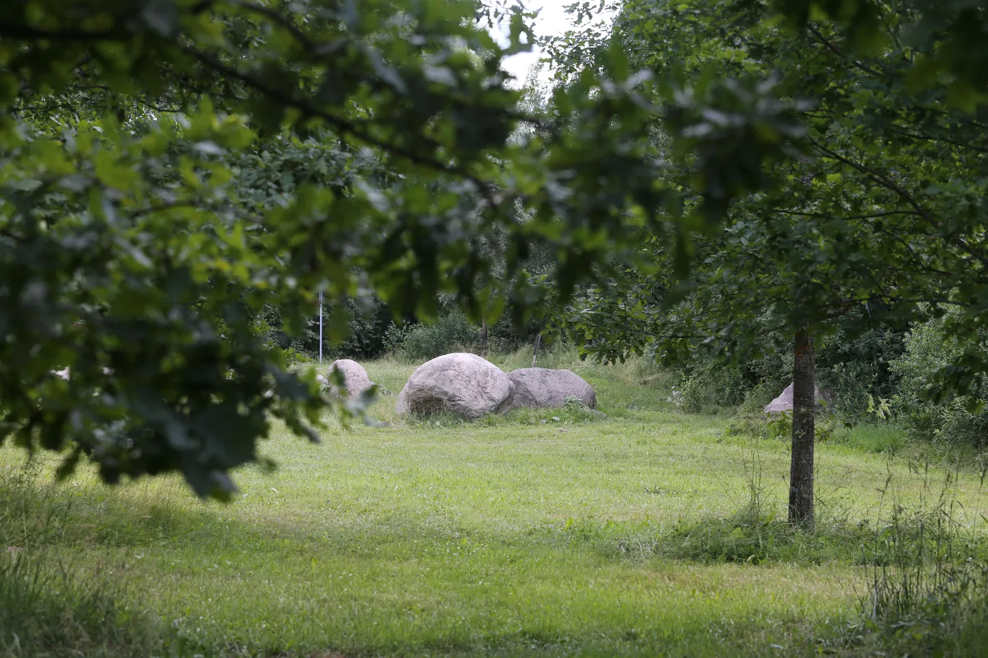 Tartu tammikusse alustatakse varsti valgustuse ning jalgteede rajamist.