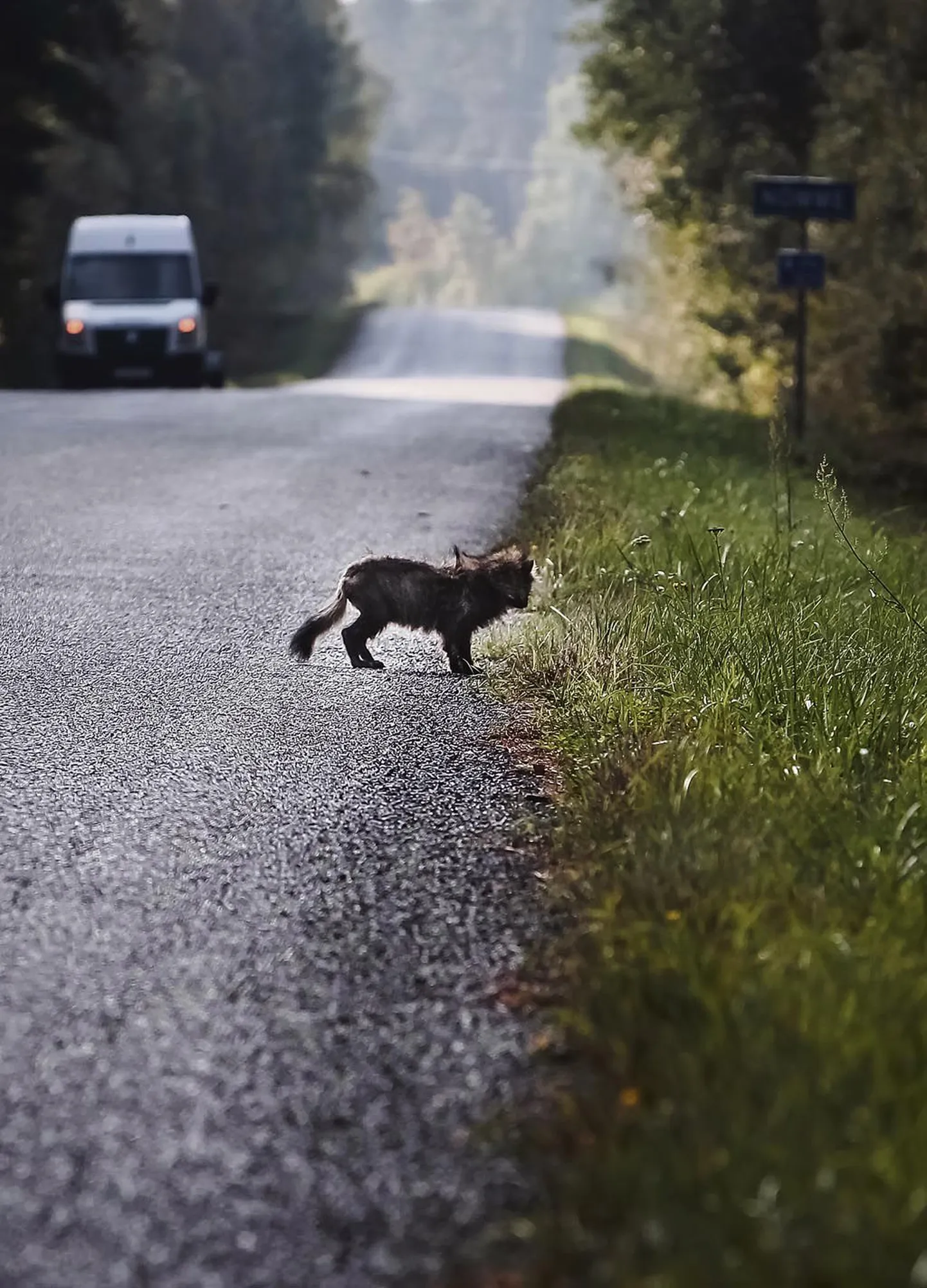 Tee ääres looma märgates tasub kiirus maha võtta, sest võimatu on ennustada, kuhu suunda ta tormab.