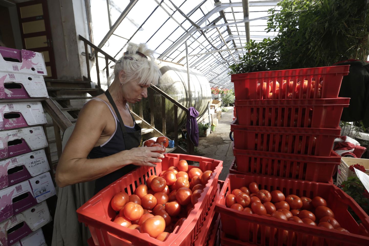 Lätis Česise lähedal asuva perefarmi töötaja tomateid sorteerimas.