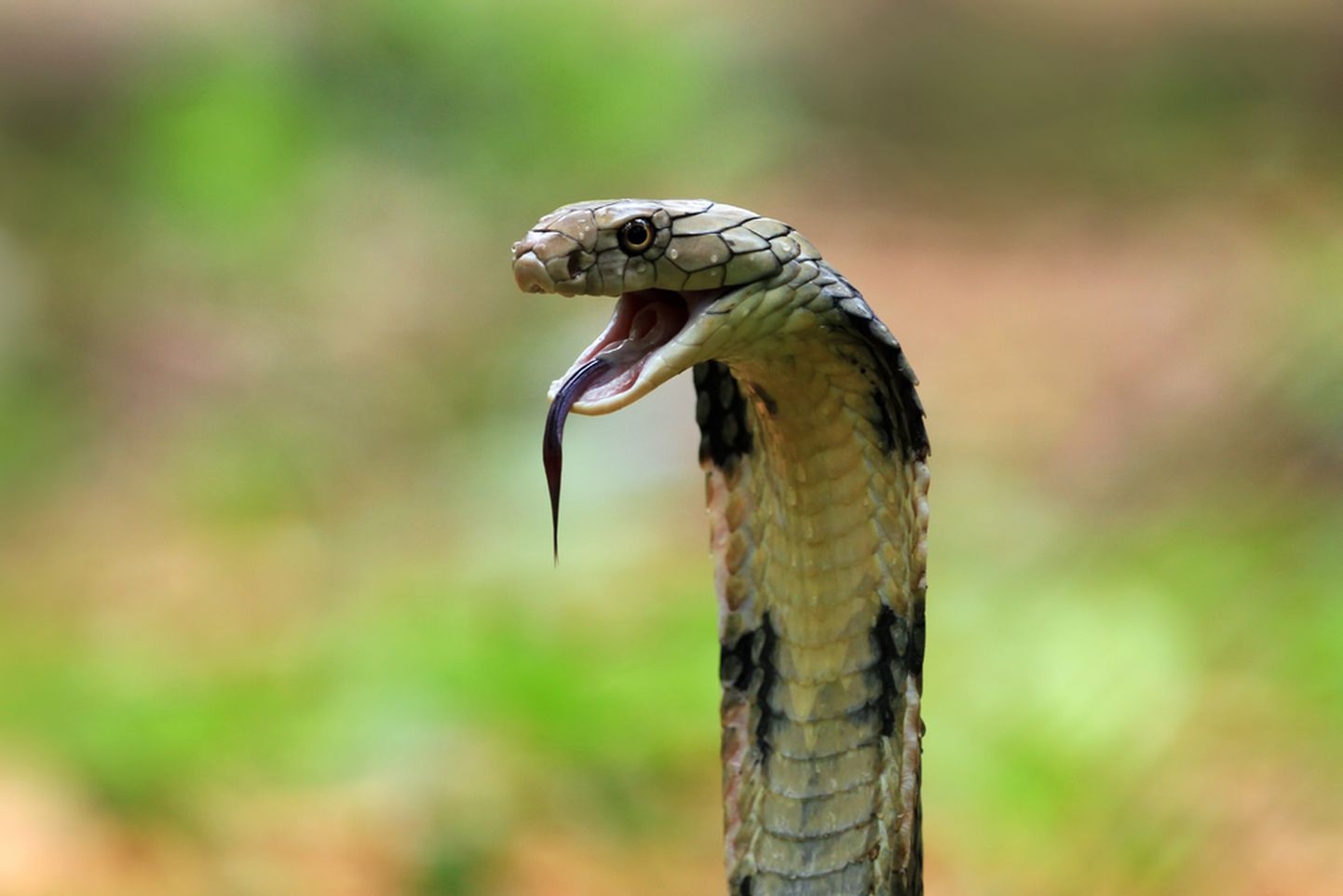 Змея. Иллюстративное фото