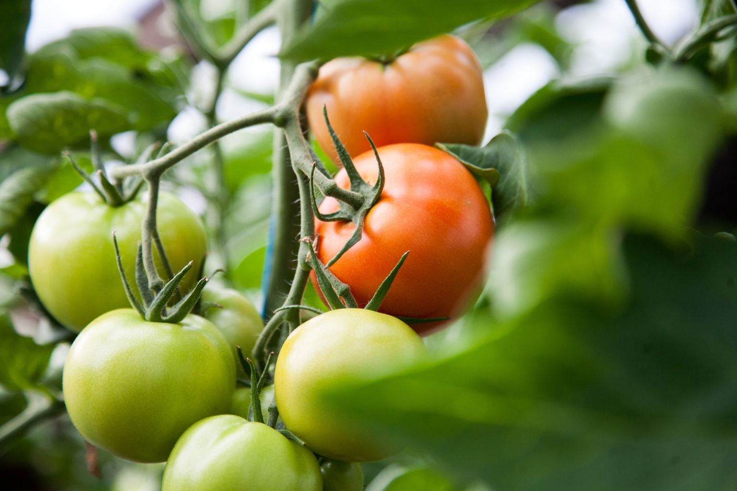 Heade tingimuste korral võib toas järelvalminud tomateid veel paar kuud süüa.