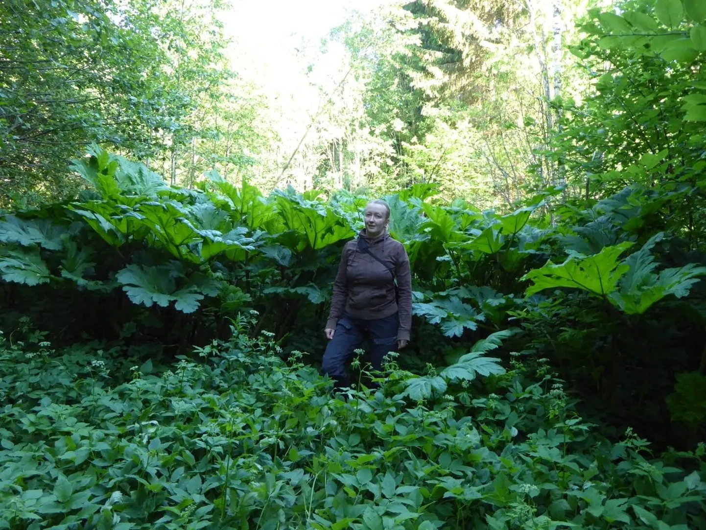 Karuputke võimsa koloonia taustal pildile jäänud keskkonnaameti liigikaitse peaspetsialist Eike Vunk toonitas, et osa võõrsilt pärit taimeliike ei tohi meie aiapidajad üldse kasvatada. Paljude teiste ilusate võõrliikidega tuleb aga väga hoolas olla, et need loodusse ei satuks.